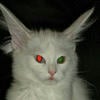 White_sinful_cat
