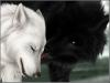Black wolf_