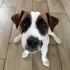 Корюшка_