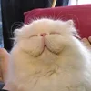 Snowy_neko