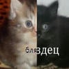 -_Колючий_кактус_-
