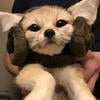 Vulpes_zerda