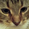 Lucky Paw