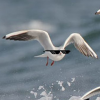 Seagull_traveler
