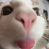 sindikat9