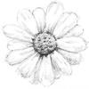 coltsfoot