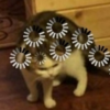 Матерь Кошек