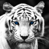 Dreamvolker_Arion