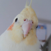 kseniasteve