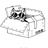 Cat_in_box