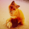Lory_Love