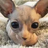 Миацид