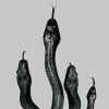 Novella_a