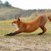 FoxTown