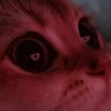 Fipifip
