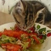 Салатик и Кошарик