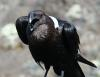 Raven 666