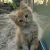 Lina_Krant