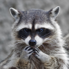 Remi_Racoon