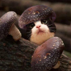 Кот и Трюфель