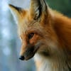 Alyana Kitsune