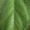 Анжела Маркова