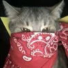 serenlty