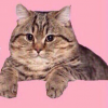 Cat Green