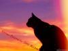_NightStar_