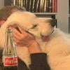 Milka_2311