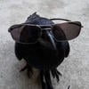 Aestetics Crow