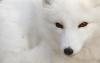 Fox Tomoe