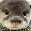 Pushy Fluff