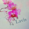 Lavis