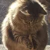 Ферзевая_пешка