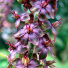 Veratrum