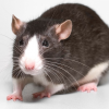 Very_nasty_rat