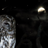 NightOwlFinn