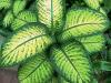 Dieffenbachia