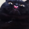 gomdalgof