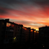 Тюлень с ножом