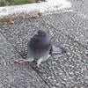 Your_Pigeon