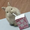 Sam_Sajoo