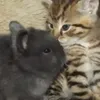 саня чернослив