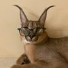 Smart-Floppa