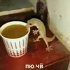 сева иллори