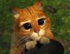 Sly Cat