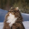 Тротил.