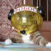 Gospody