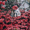 A_Scorn